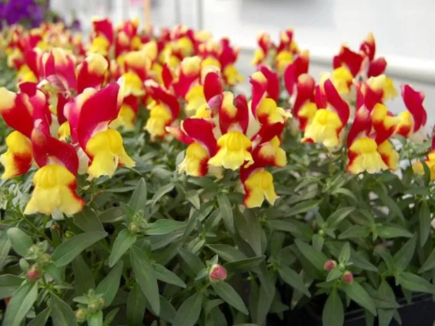 Невибагливі однорічні квіти для дачної клумби з описом і фото (буде радувати цвітінням) Невибагливі однорічні квіти для дачної клумби з описом і фото