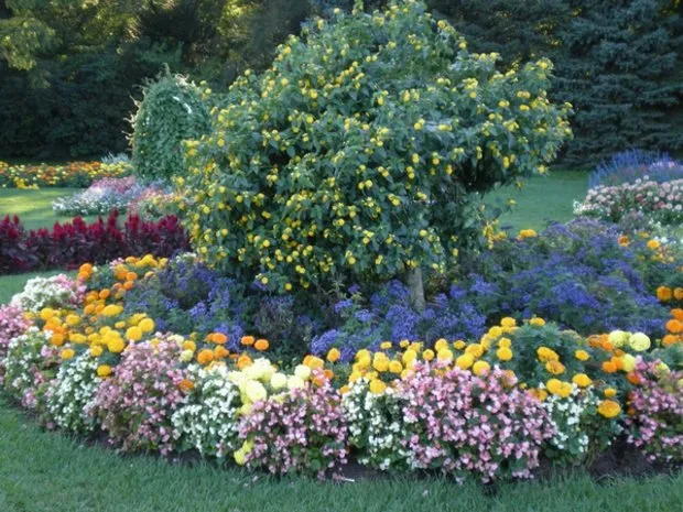 Невибагливі однорічні квіти для дачної клумби з описом і фото (фото) Невибагливі однорічні квіти для дачної клумби з описом і фото