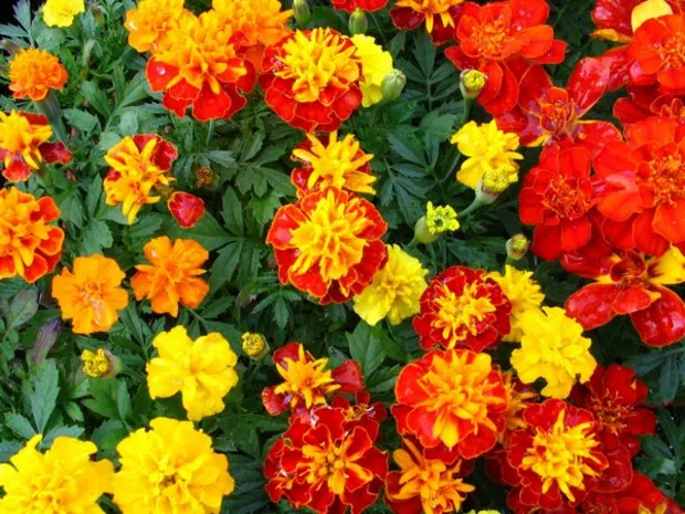 Невибагливі однорічні квіти для дачної клумби з описом і фото (однорічні квіти для дачі квітучі все літо фото з назвою) Невибагливі однорічні квіти для дачної клумби з описом і фото