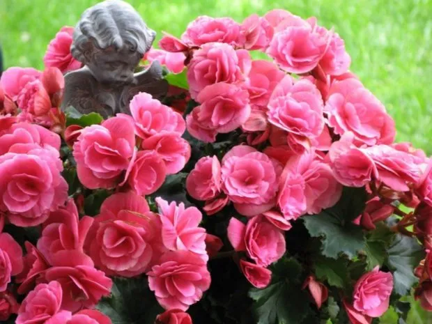 Невибагливі однорічні квіти для дачної клумби з описом і фото (буде радувати цвітінням) Невибагливі однорічні квіти для дачної клумби з описом і фото