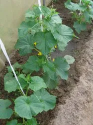 Огіркові вуса або чому огірки лазять - газета садівник - мережеве видання (закріплення) Огіркові вуса або чому огірки лазять - газета садівник - мережеве видання