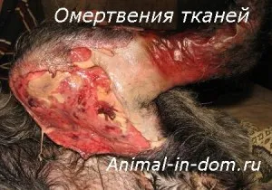 Змертвіння тканин, лікування домашніх тварин (інтоксикація) Змертвіння тканин, лікування домашніх тварин