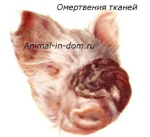 Змертвіння тканин, лікування домашніх тварин (гангрена) Змертвіння тканин, лікування домашніх тварин