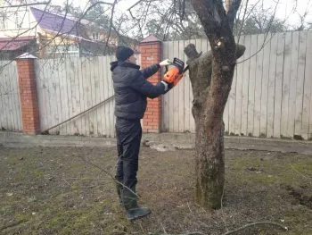 Обрізка фруктових дерев покрокова інструкція для початківців (обрізка) Обрізка фруктових дерев покрокова інструкція для початківців