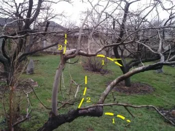 Обрізка фруктових дерев покрокова інструкція для початківців (дерев) Обрізка фруктових дерев покрокова інструкція для початківців