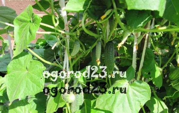 Огірки для засолювання - сорти, гібриди (огірки) Огірки для засолювання - сорти, гібриди