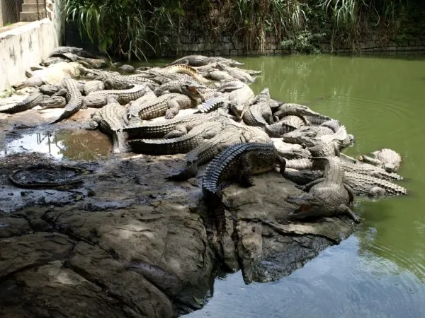 Ольгинка пам'ятки і розваги фото і опис курорту, авіаманія (морська рибалка в Ольгінці) Ольгинка пам'ятки і розваги фото і опис курорту, авіаманія