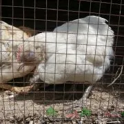 Від чого у курки може загорнутися хвіст набік (хвіст) Від чого у курки може загорнутися хвіст набік