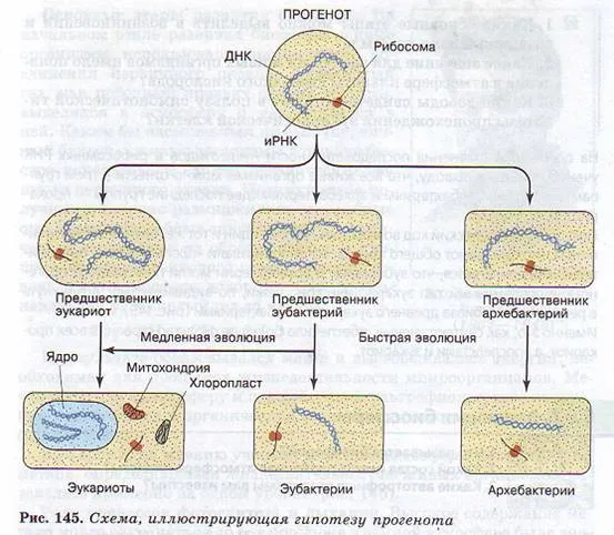 Основні етапи розвитку життя