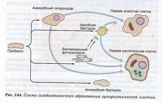 Основні етапи розвитку життя