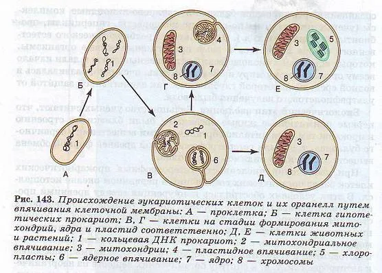 Основні етапи розвитку життя