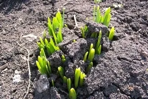 Відцвіли нарциси, що робити далі магія рослин (нарциси) Відцвіли нарциси, що робити далі магія рослин
