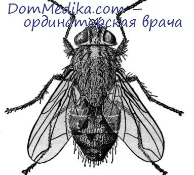 Патогенний значення жигалки