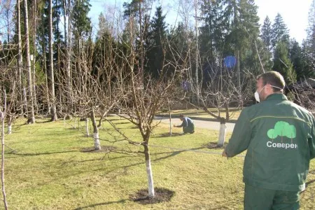 Павутинний кліщ на яблуні причини появи, як боротися (яблуні) Павутинний кліщ на яблуні причини появи, як боротися