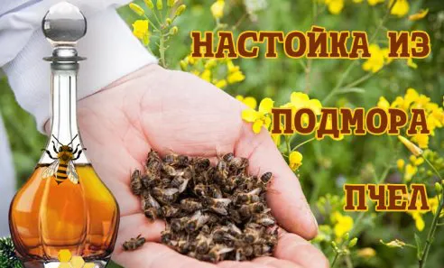 Бджолиний підмор рецепти приготування і правила зберігання настойки на спирті (підмор бджолиний настоянка на спирту) Бджолиний підмор рецепти приготування і правила зберігання настойки на спирті