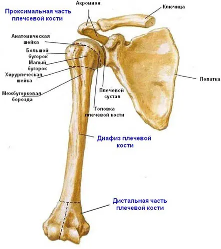 Перелом плечового суглоба види, симптоми, лікування і прогноз