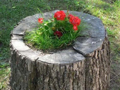 Пень-клумба своїми руками технологія підготовки вазона і посадка рослин (своїми) Пень-клумба своїми руками технологія підготовки вазона і посадка рослин