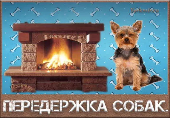 Перетримка собак в домашніх умовах, в москві (умовах) Перетримка собак в домашніх умовах, в москве