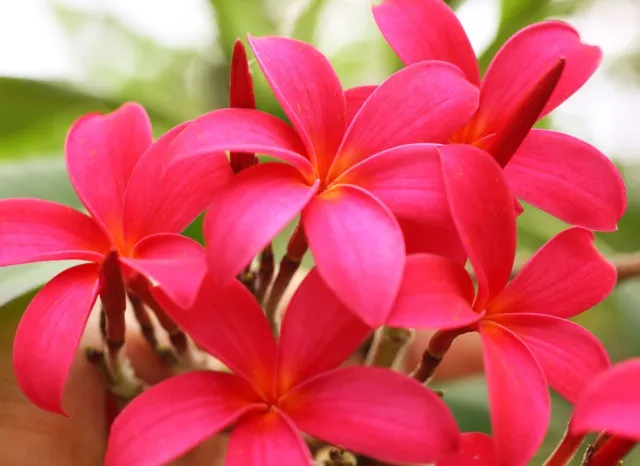 Поживна губна помада rouge eclat (відтінок № 04 tropical pink) від clarins - відгуки, фото і ціна (відгуки) Поживна губна помада rouge eclat (відтінок № 04 tropical pink) від clarins - відгуки, фото і ціна