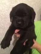 Чому щеня чхає, мій щеня