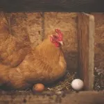 Підживлення гноївкою, дача