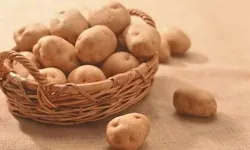 Чому почорнів картопля
