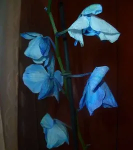 Чому в'яне фаленопсис