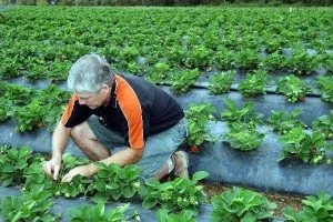 Чому червоніють листя у полуниці навесні або восени і що робити (чому) Чому червоніють листя у полуниці навесні або восени і що робити