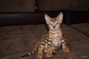 Чому вдома не уживаються кішки, котячий помічник (уживаються) Чому вдома не уживаються кішки, котячий помічник