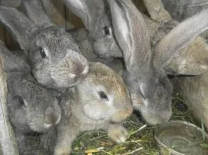 Чому кролики породи сірий велетень популярні серед вітчизняних звероводов (кролики) Чому кролики породи сірий велетень популярні серед вітчизняних звероводов