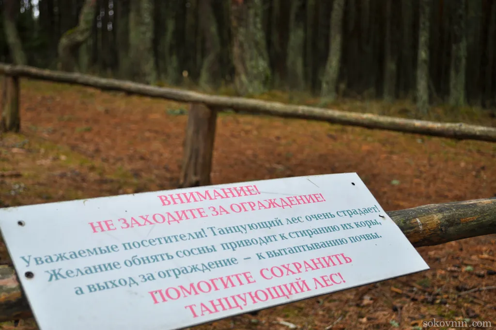 Поїздка на Куршськую косу - танцюючий ліс і дюна ефа, самостійні подорожі і заробіток в (Куршськую) Поїздка на Куршськую косу - танцюючий ліс і дюна ефа, самостійні подорожі і заробіток в