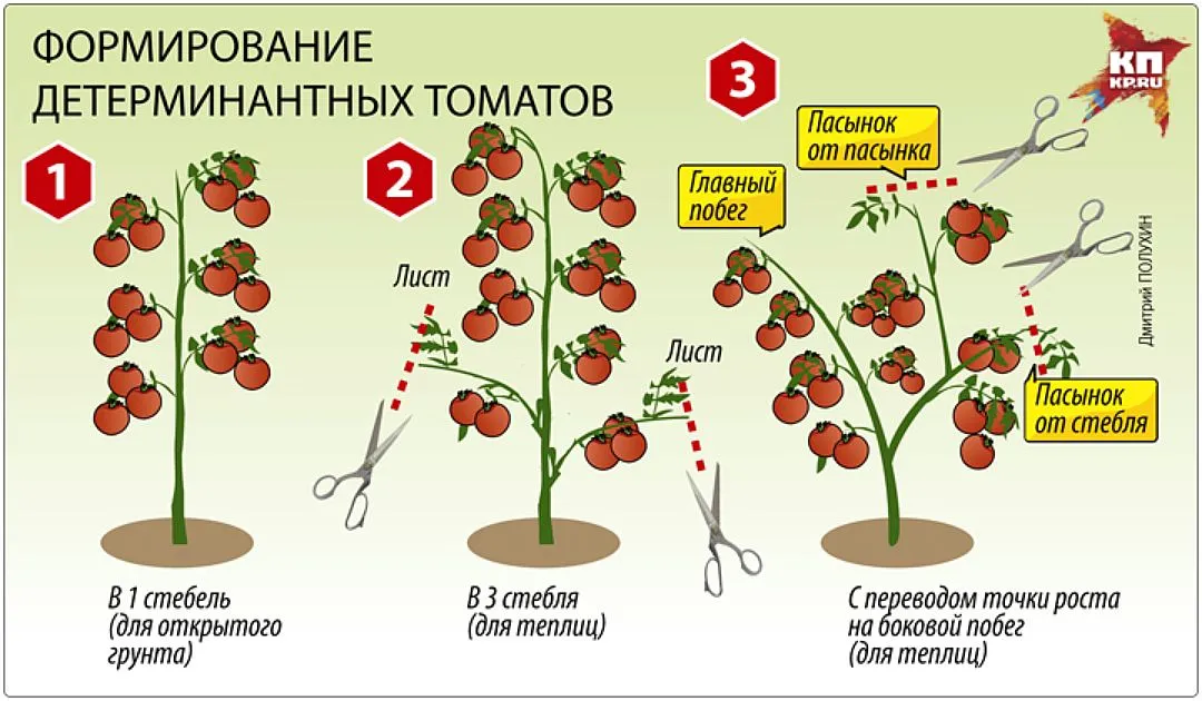 помідорова наука