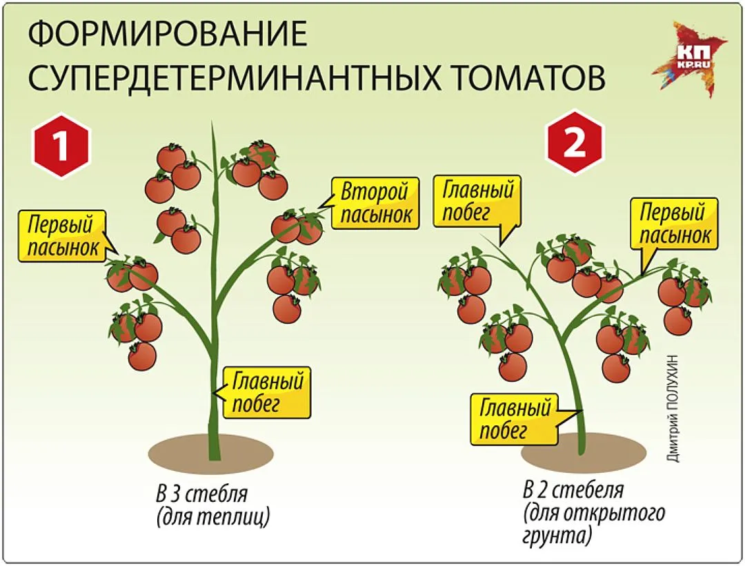 помідорова наука