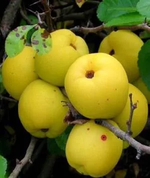Користь і шкода японської айви (айви) Користь і шкода японської айви