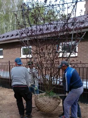 Посадка дерев
