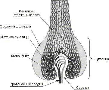 Популярна трихологія