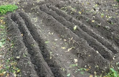 Посадка часнику восени під зиму як і коли правильно садити (восени) Посадка часнику восени під зиму як і коли правильно садити