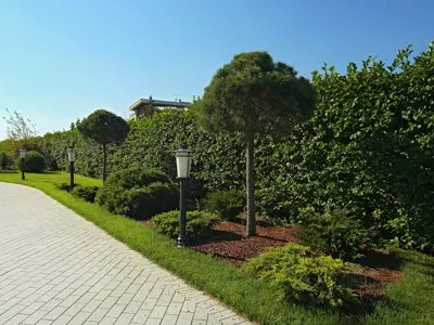 Посадка дерев