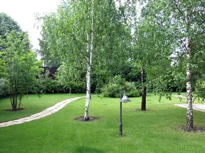 Посадка дерев