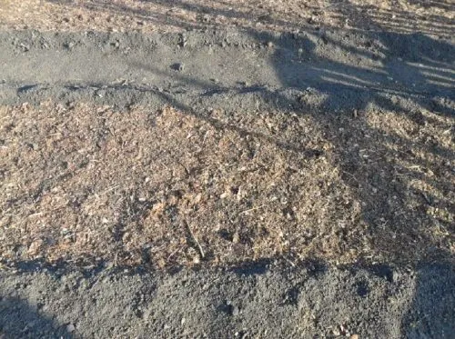 Посадка часнику восени під зиму, догляд і збір урожаю (догляд) Посадка часнику восени під зиму, догляд і збір урожаю