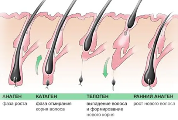 Популярна трихологія