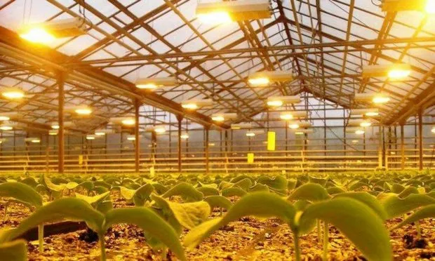 Помідори черрі вирощування маленьких томатів у теплиці