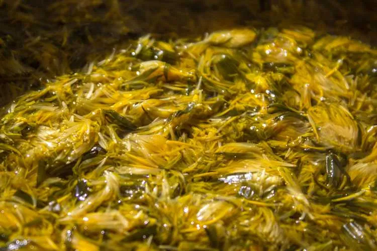 Користь і шкода варення з кульбаб (варення) Користь і шкода варення з кульбаб
