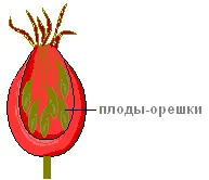 Практична робота «будова шипшини»