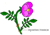 Практична робота «будова шипшини»