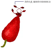 Практична робота «будова шипшини»