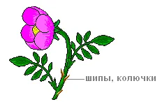 Практична робота «будова шипшини»