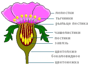 Практична робота «будова шипшини»
