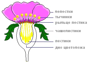 Практична робота «будова шипшини»