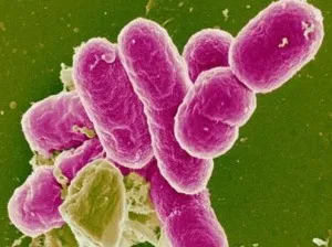 З'явилися таргани в квартирі, що робити і якими засобами їх знищити (таргани квартирі робити) З'явилися таргани в квартирі, що робити і якими засобами їх знищити